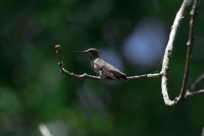 Close-up of bird perching on tree