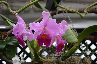 Close-up of pink flowering plant