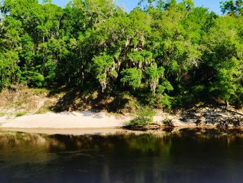 Scenic view of lake in forest