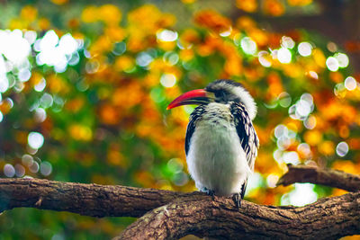 Close-up of bird perching on branch