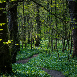 Trees growing in forest