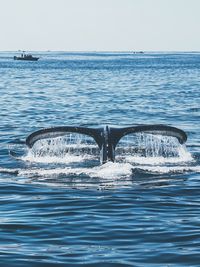 View of duck swimming in sea