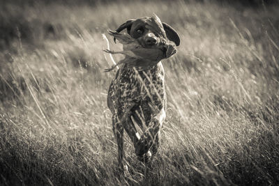 Portrait of dog running on field