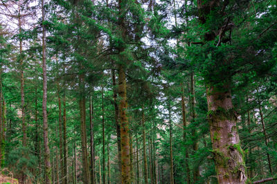 View of trees in forest