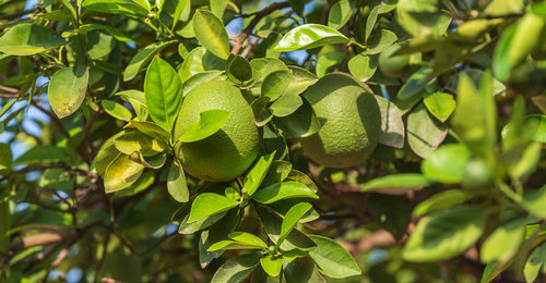 Close-up of fruits growing on tree