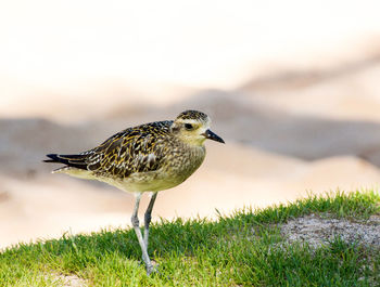 Close-up of bird perching on field