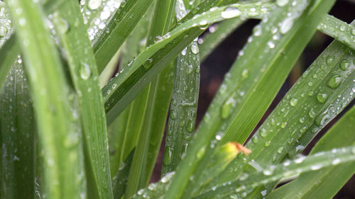 Full frame shot of fresh green leaves