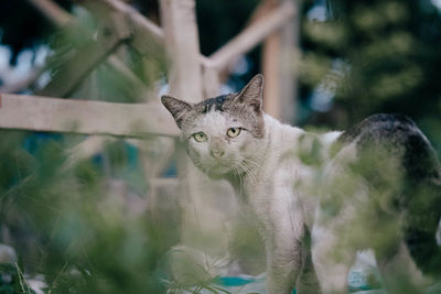 Portrait of cat standing outdoors