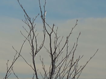 Close-up of plant against sky