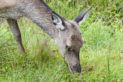 View of deer grazing on field