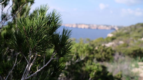 Close-up of fresh green plants against sky