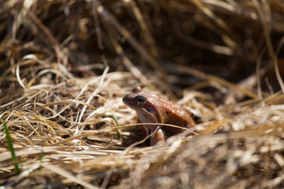 Close-up of frog on dry grassy field