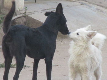 Close-up of dog