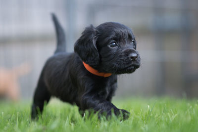 Portrait of black puppy