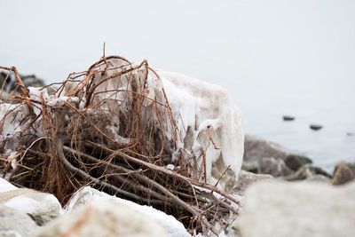 Close-up of frozen fishing net by sea against sky