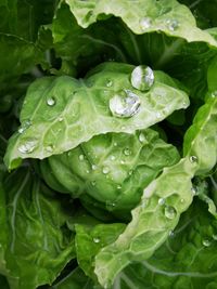 Close-up of raindrops on leaves