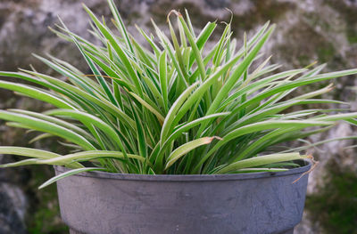 Close-up of potted plant