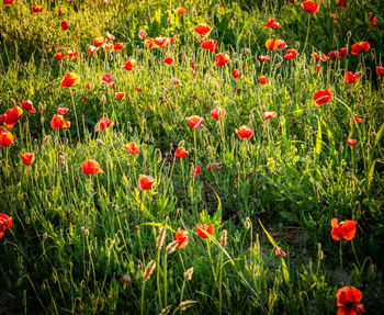 Red poppy flowers on field