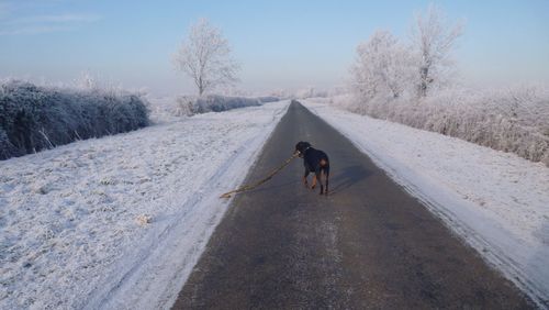 Dog on road amidst field during winter