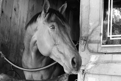 Close-up of horse