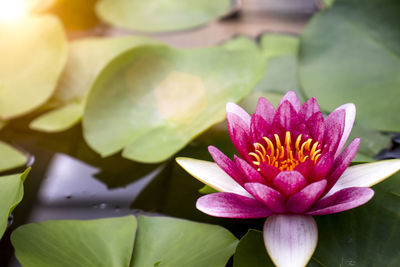 Close-up of lotus water lily in pond