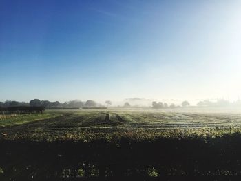 Scenic view of field against clear sky