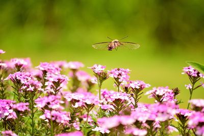 Close-up of insect pollinating on flower