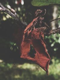 Close-up of autumn leaf on tree