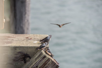 Seagull perching on wooden post