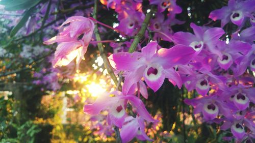 Close-up of pink flowers