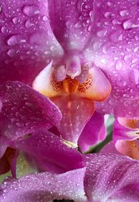 Close-up of raindrops on pink flower blooming outdoors