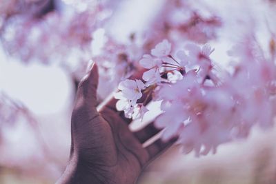 Close-up of woman hand with pink flowers