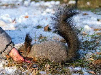 A squirrel in a winter park is eating pine nuts from the hand of an unrecognizable boy.