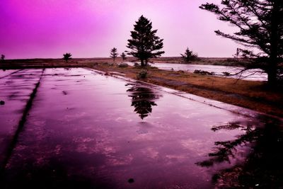 Reflection of trees in calm lake