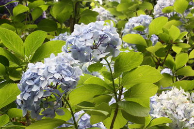 White flowers blooming in park