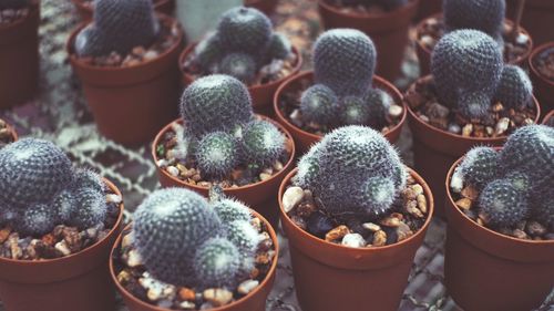 High angle view of potted plants