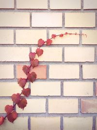 Close up of red brick wall