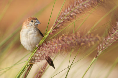 Close-up of bird perching on plant