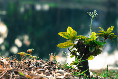 Close-up of plant growing outdoors
