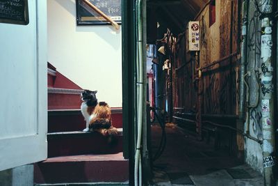 Cat on alley amidst buildings