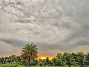 Palm trees against cloudy sky