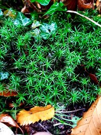 High angle view of dry leaves on field