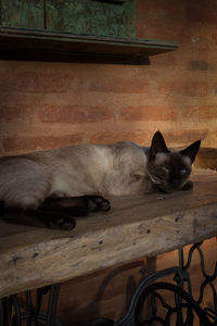 Cat lying on the floor