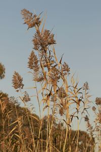 Low angle view of flowering plants on field against clear sky