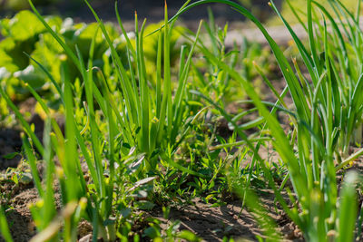 Close-up of crops growing on field