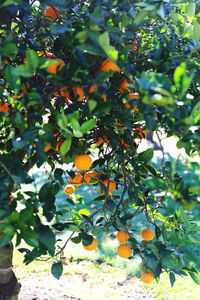 Orange fruits on tree