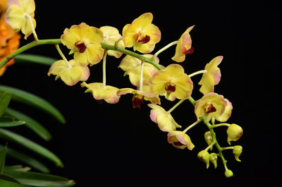 Close-up of yellow flowers