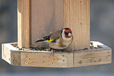 High angle view of bird perching on wood