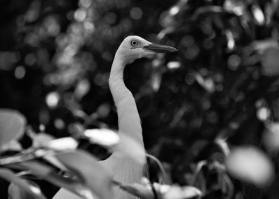 Close-up of a bird