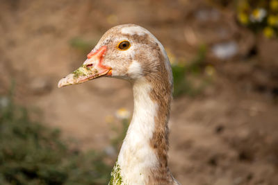 Close-up of a bird on land